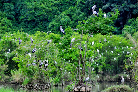 Ninh Binh - jardin des oiseaux Thung Nham