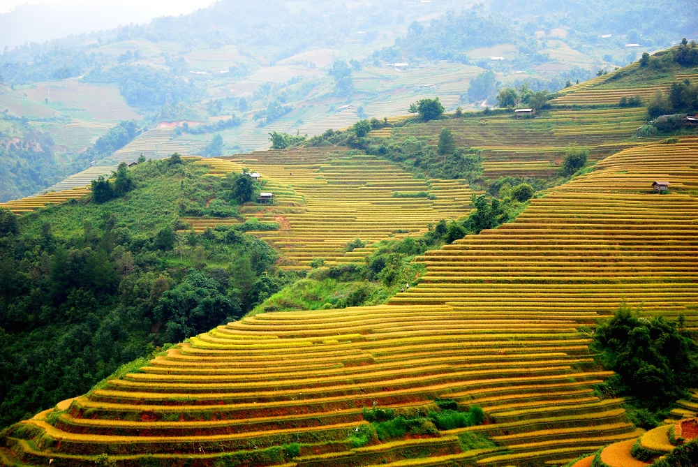 Les rizières en terrasses dans la commune de Chế Cu Nha
