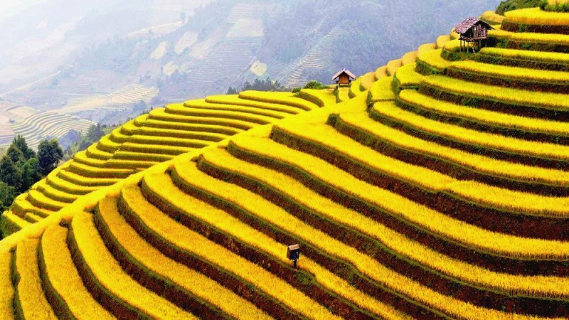Rizière en terrasse à Sapa Vietnam