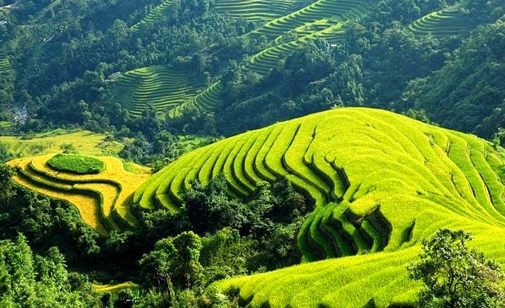 Les rizières en terrasse à Hoang Su Phi