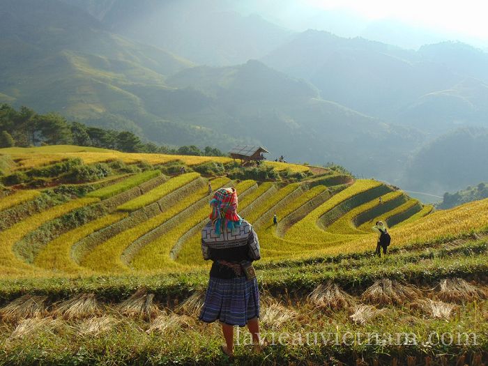 Une femme H'mong devant ses rizières à Mù Căng Chải