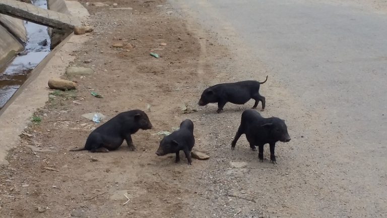 Les cochons noirs à Sapa