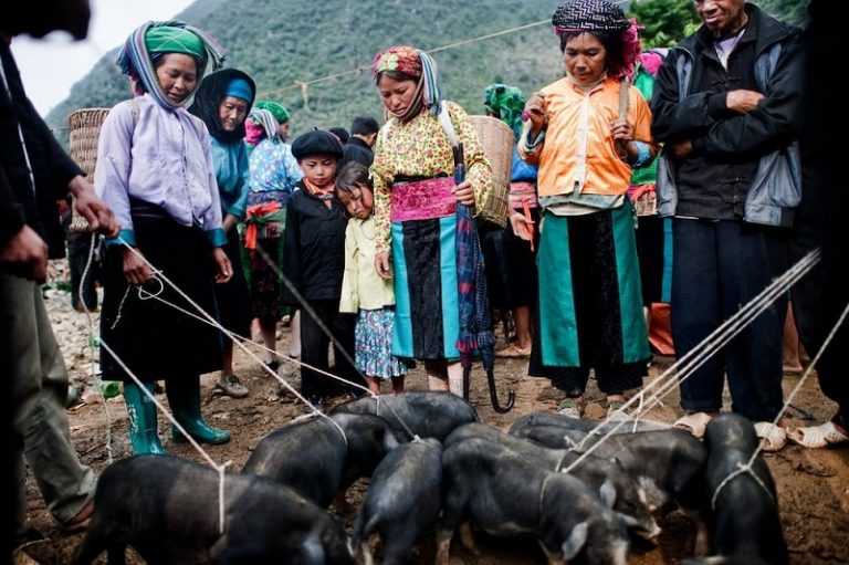 La vente des cochons noirs dans le nord du Vietnam