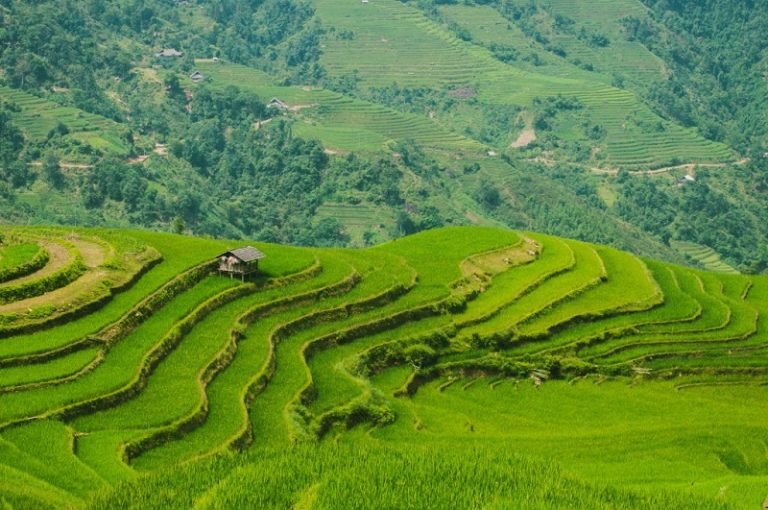 Les rizières en terrasses à Hoang Su Phi