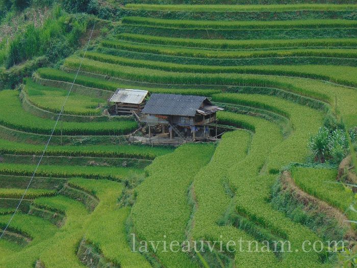 rizieres-terrasses-Mu-Cang-Chai-septembre (7)