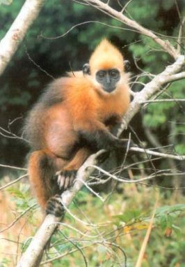 le langur à Cát Bà
