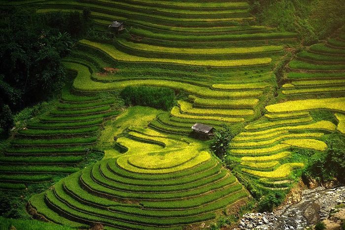 rizières en terrasse fabuleuses à Mù Căng Chải