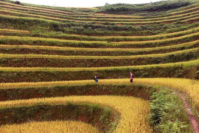 trekking à travers des rizières en terrasse à Hoàng Su Phì