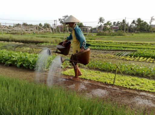 village de légumes Trà Quế à Hoi An village de légumes Trà Quế à Hoi An