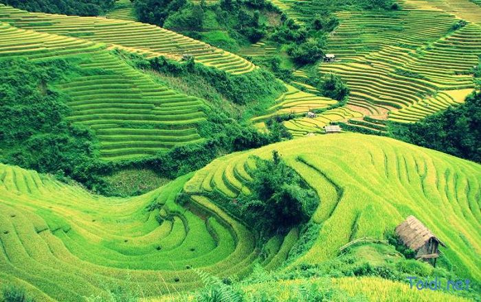 rizières en terrasse commune La Pán Tẩn