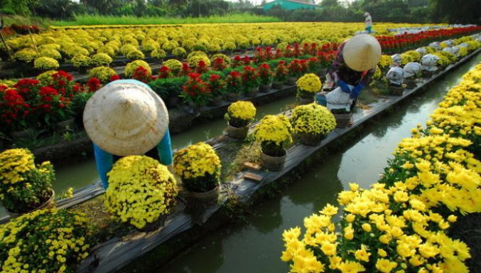 village de fleuriculture à Sa Dec, dans le delta du Mekong