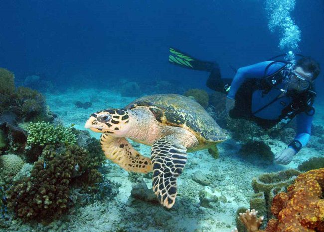plongée ile de Con Dao Vietnam