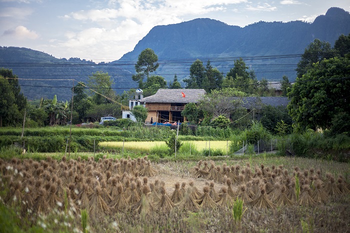 vue du homestay et des ballots de paille de riz à sécher après la récolte