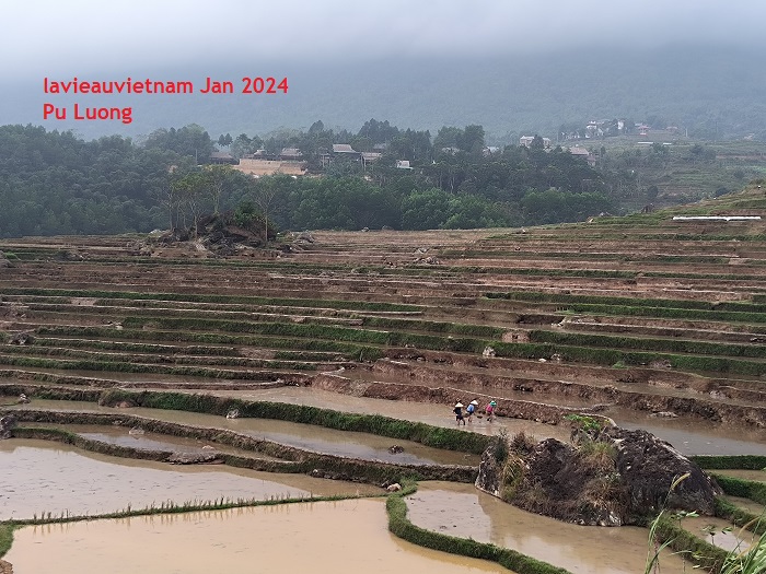 Rizières en terrasse à Pu Luong en janvier