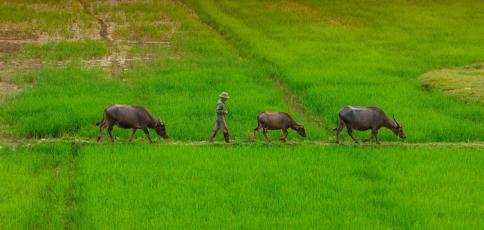 Champs à Phong Nha