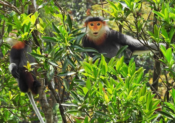 Singes au parc national de Bach Ma