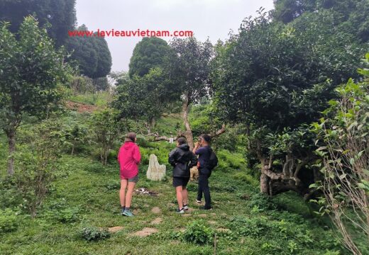 Théiers centenaires à Suoi Giang 