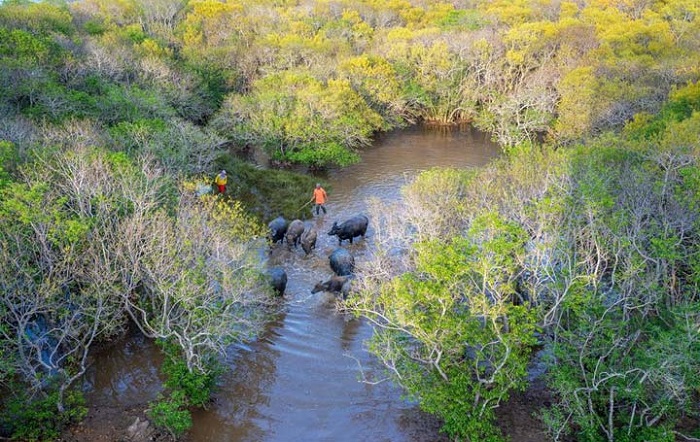 La forêt de mangroves Ru Cha, joyau du lagon de Tam Giang