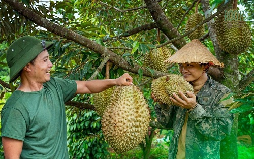 Durian du Vietnam