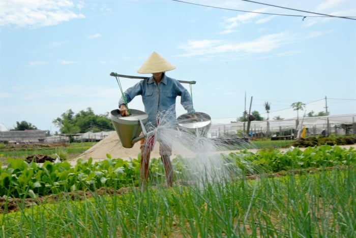 Le village de légumes biologiques de Tra Que à Hội An