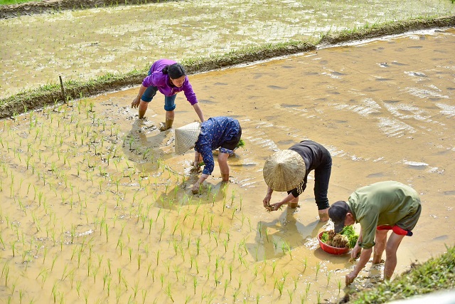 Les paysans cultivent du riz.