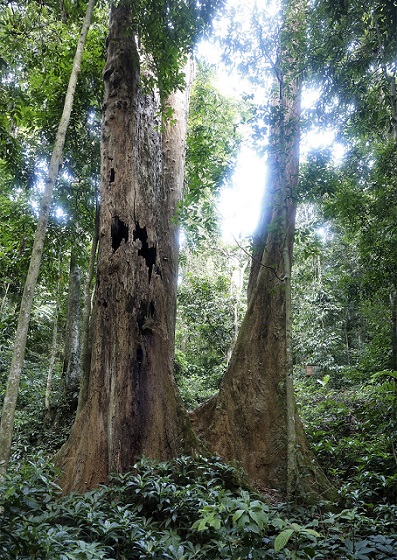 Arbre-Cho-de-mille-ans