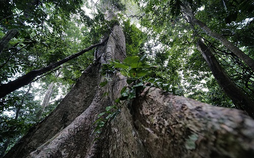 Arbre-Dang-centenaire