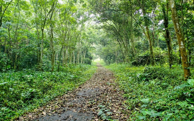 Jardin botanique de Cúc Phương