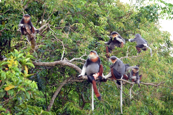 La Péninsule de Son Tra - langur