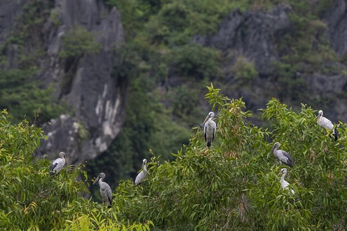 e-monde-des-oiseaux-et-des-animaux-au-marais-de-Van-Long