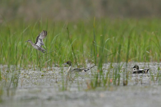 Le-monde-des-oiseaux-et-des-animaux-au-marais-de-Van-Long