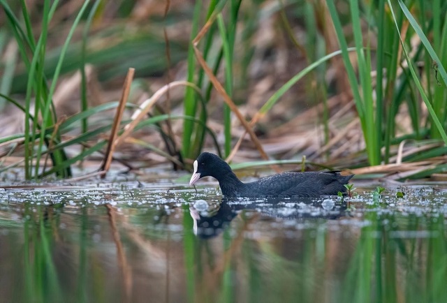 Le-monde-des-oiseaux-et-des-animaux-au-marais-de-Van-Long