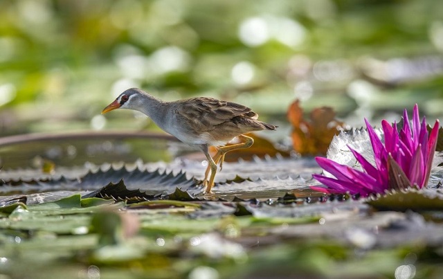 Le-monde-des-oiseaux-et-des-animaux-au-marais-de-Van-Long