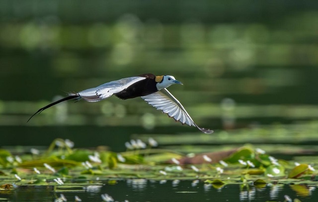 Le-monde-des-oiseaux-et-des-animaux-au-marais-de-Van-Long