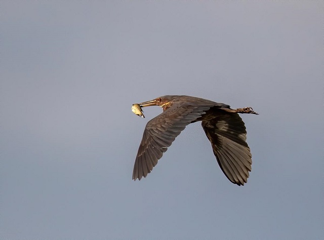 Le-monde-des-oiseaux-et-des-animaux-au-marais-de-Van-Long