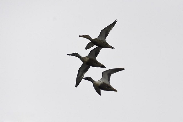 Le-monde-des-oiseaux-et-des-animaux-au-marais-de-Van-Long