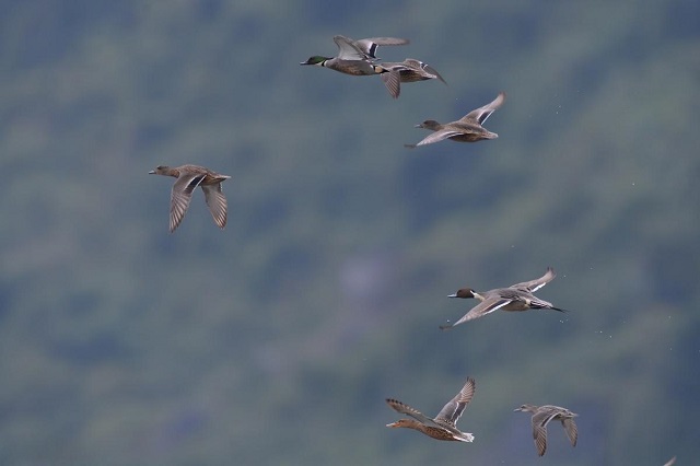 Le-monde-des-oiseaux-et-des-animaux-au-marais-de-Van-Long