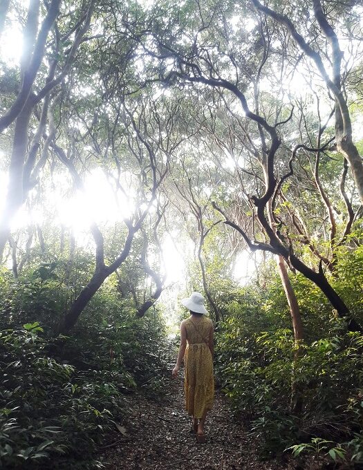 forêt Syzygium sur l'île de Minh Chau, dans le parc national de Bai Tu Long