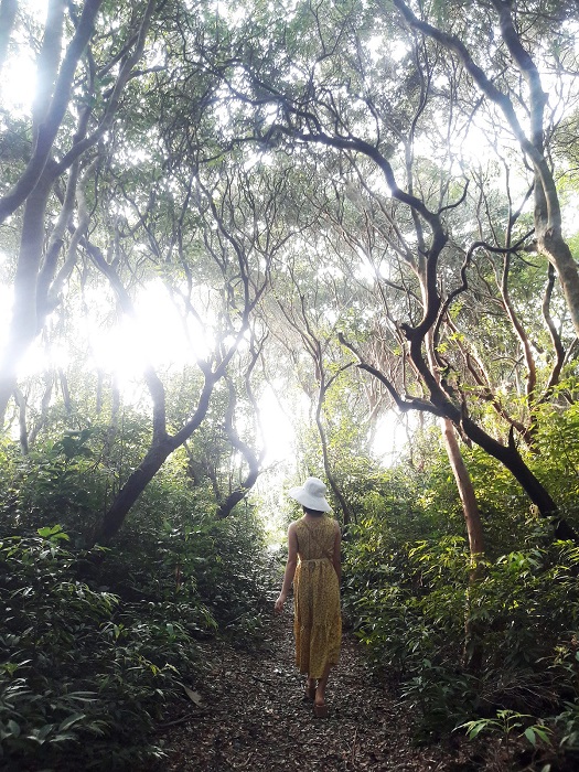 forêt Syzygium sur l'île de Minh Chau, dans le parc national de Bai Tu Long