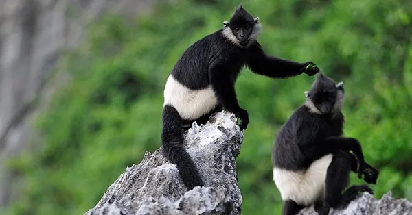 reserve-naturelle-van-long-ninh-binh-langur