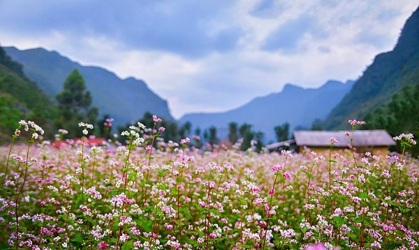 La saison des fleurs de sarrasin à Sủng Là