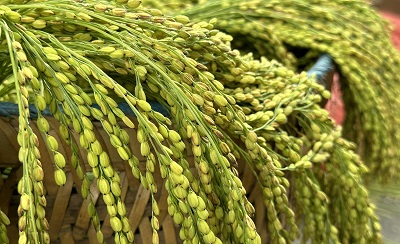 Le riz de Tú Lệ donne naissance aux précieuses graines de cốm.