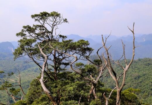 voyage-phong-nha-foret-arem-parc-national-vietnam