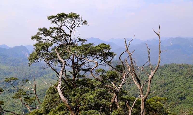 voyage-phong-nha-foret-arem-parc-national-vietnam