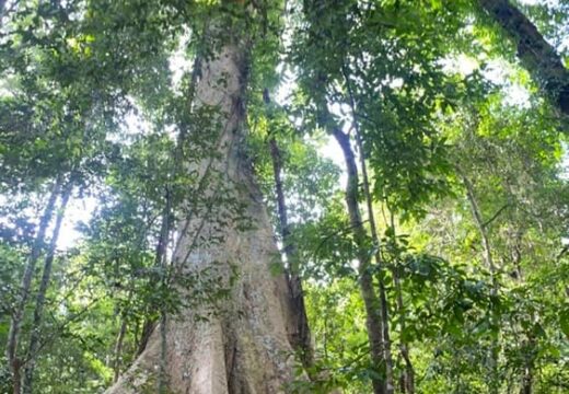 arbre-400-ans-parc-national-Cat-Tien