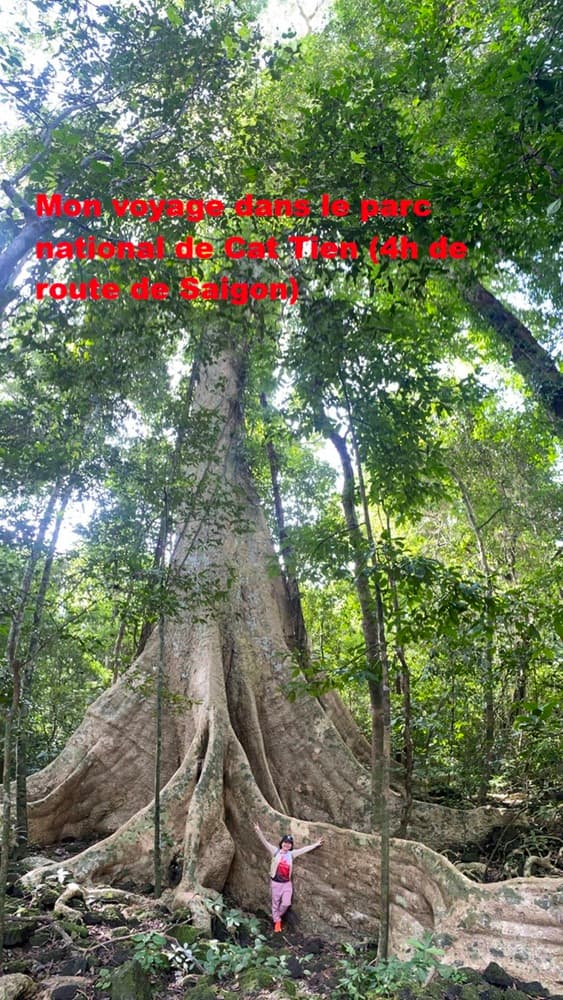 arbre-400-ans-parc-national-Cat-Tien